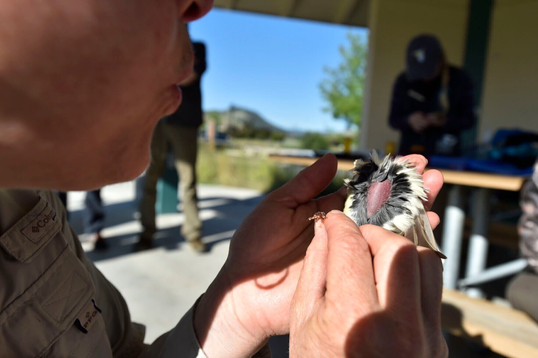 MAPS Bird Banding at Spring Meadow